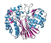 Gamma-glutamyltranspeptidase 1, illustration