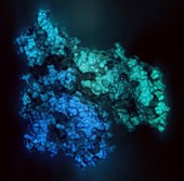 Human serum albumin molecule, illustration