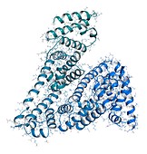 Human serum albumin molecule, illustration