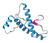 Human prion protein molecule, illustration