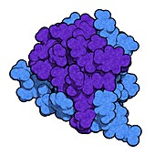 Insulin hormone molecule, illustration