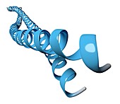 Keratin filament molecule, illustration