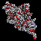 Cell death 1 protein molecule, illustration