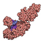 Taq polymerase PCR enzyme molecule, illustration