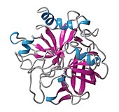 Thrombin enzyme molecule, illustration
