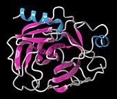 Trypsin digestive enzyme molecule, illustration
