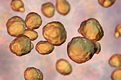 Cryptococcus neoformans fungus, illustration