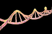 DNA molecule, illustration