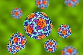 Hepatitis A virus, illustration
