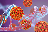 Hepatitis B viruses and DNA, illustration