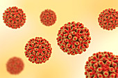 Hepatitis B Virus particles, illustration