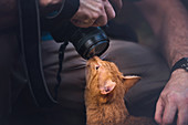 Cat sniffing camera lens