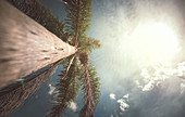 Palm tree in sunlight, low angle view