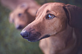 Dog looking away, portrait