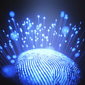Fingerprint with binary code, illustration