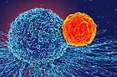 Cancer cell and T cell, illustration