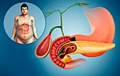 Gallbladder, duodenum and pancreas, illustration
