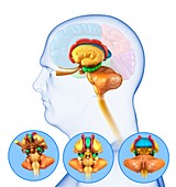 Human brain anatomy, illustration