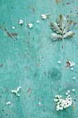 Elderflowers and leaves on a turquoise surface