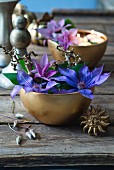 Blaue und violette Clematisblüten in goldenen Schalen