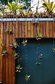 Hanging shoots of a plant on a wooden wall