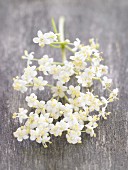 Elderflowers on the stem