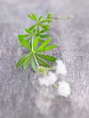 Fresh woodruff (leaves and flowers)