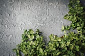 Fresh coriander on a grey background