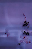 Elderberries on a purple background