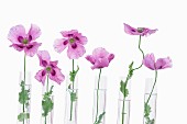 A row of purple poppies in glass test tubes