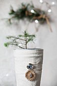 Tiny fir tree in vase wrapped in cloth