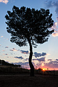 Silhouette of tree at sunset