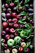 Sommerfrüchte: Äpfel, Nektarinen, Pfirsiche und Pflaumen (Aufsicht)