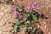 Flowering dovesfoot cranesbill plant