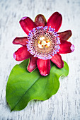 Passion flower (Passiflora)