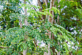 Moringa oleifera tree