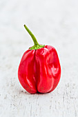 Red chilli pepper