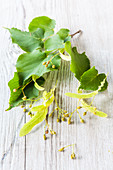 Linden tree leaves and flowers