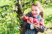 Girl picking apples