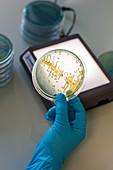 Antibiotic resistance testing