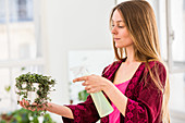 Woman spraying water on houseplant