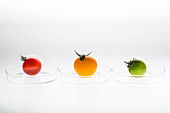 Tomatoes on petri dish