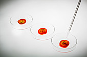 Tomatoes on petri dish