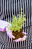 Woman gardening with potted thyme plant