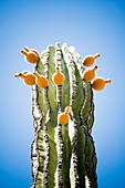 Cardon, cactus in the desert, Mexico