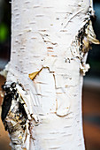Birch tree bark
