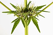 Female Cannabis sativa plant