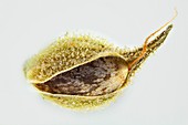Cannabis sativa seed, light micrograph