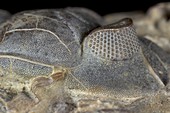 Trilobite head fossil