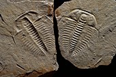 Olenus gibbosus trilobite fossil